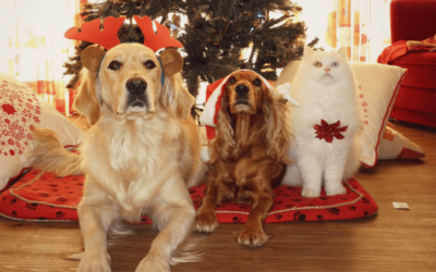 The Best Stocking Stuffer for Pet Parents 2018
