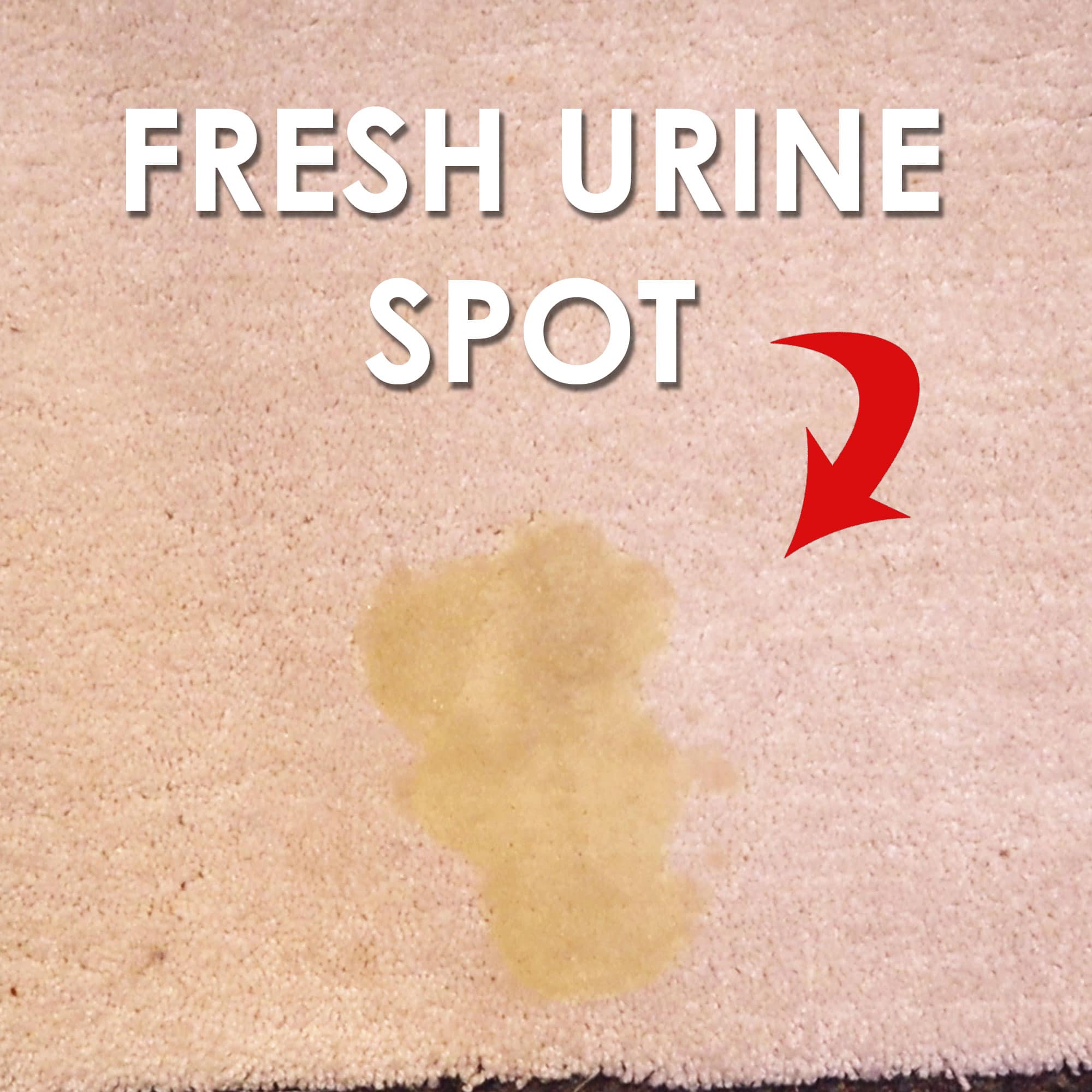 fresh urine spot